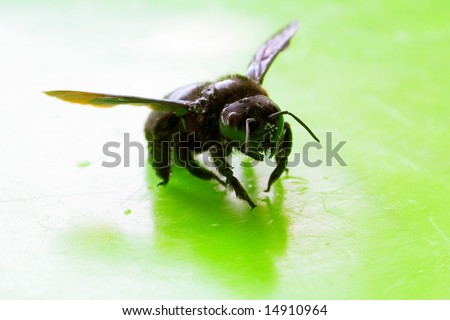 A bombus on a green background almost ready to fly away
