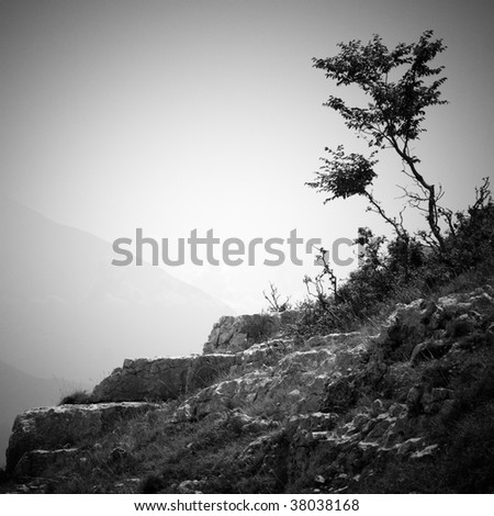 two lone trees on a rock against a mountain landscape in black and white