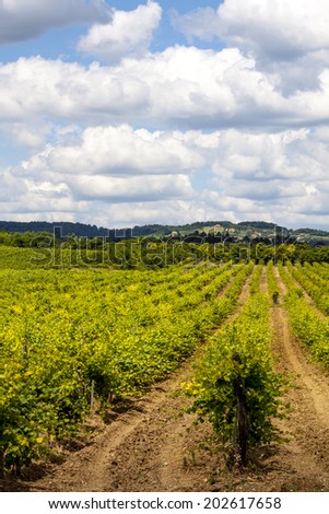 Beautiful Vineyard landscape and blue sky with clouds, Hungary