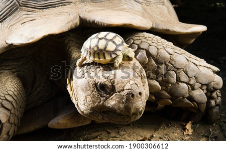 A large turtle with a small turtle. ストックフォト © 