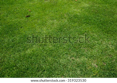 Grass texture. grass background