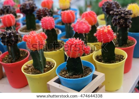 succulents or cactus in concrete pots. tray garden