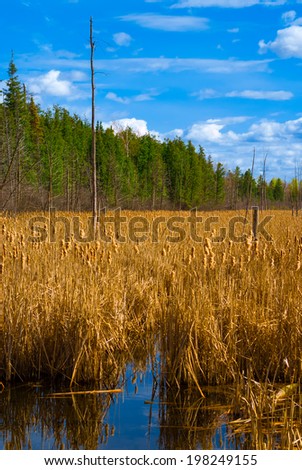 A flooded marsh in summer is home to a large expanse of yellow cattail reeds under a bright, blue spring sky.