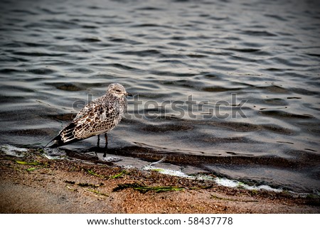 A young seagull stands at the edge of the water on a sandy shore.