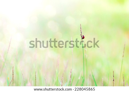 Abstract nature background of grass and lady bug