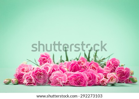 The beautiful blooming carnation flowers on a blue green background with text space , vintage and retro color tone
