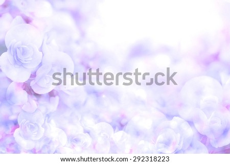 abstract soft sweet blue purple flower background from  begonia flowers