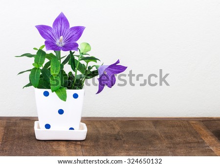 the purple balloon flower or Platycodon grandiflorus flower in cute pot on wooden table with copy space