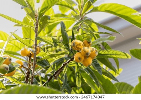 Similar – Image, Stock Photo Loquat tree with ripe fruits against blue sky