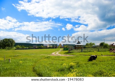 Sheep pasture near village summer day in Russia