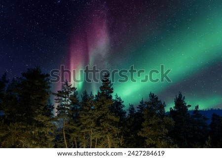 Image, Stock Photo Northern lights over conifer trees