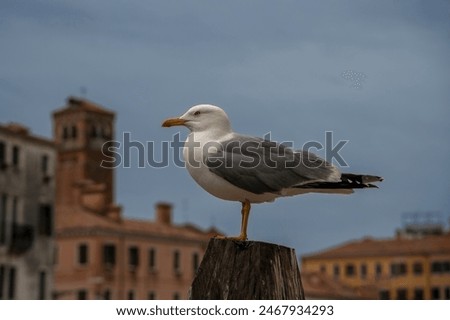 Foto Bild Venezianische Möwe auf Pfahl