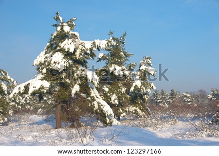 Some pines covered by snow are removed in the winter in solar weather