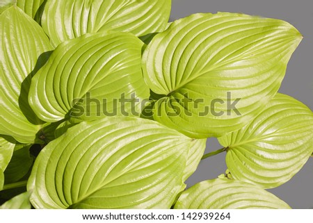Decorative leaves removed at the bright sun
