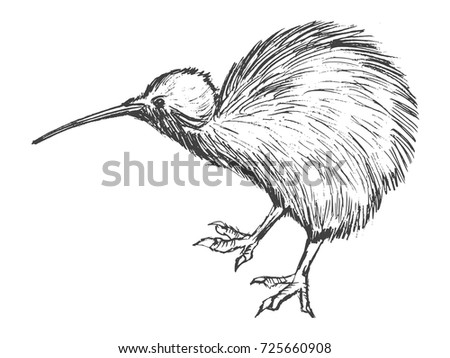 vector, sketch, hand drawn illustration of kiwi bird