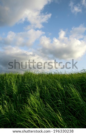 vertical photography, with grass and clouds, vivid colors