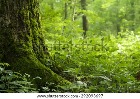 wild vegetation in a forest, nature background
