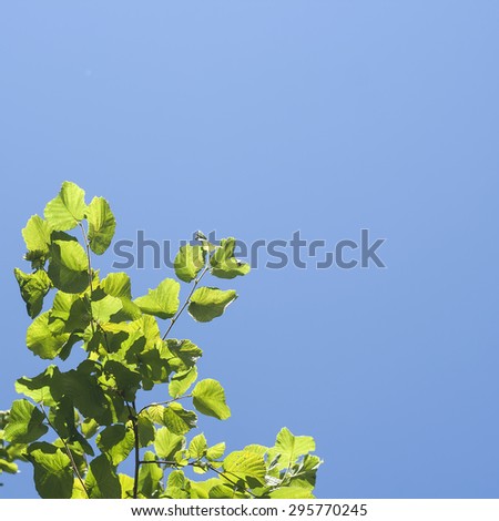 minimal nature background with hazel green leaves and intense blue sky