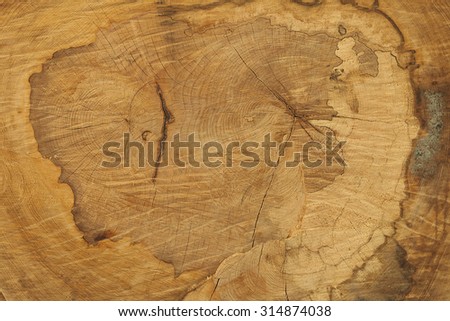 old tree trunk with two tree rings