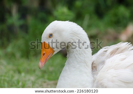 Farming Chicken & Duck