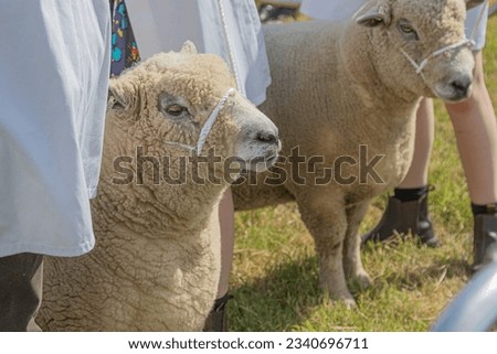 Similar – Foto Bild Schaf im Grünen Herde gras