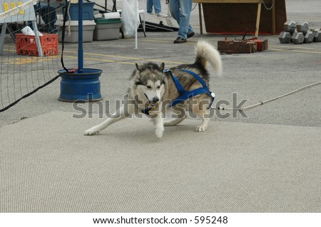 Dog pulling a cart in a weight pull
