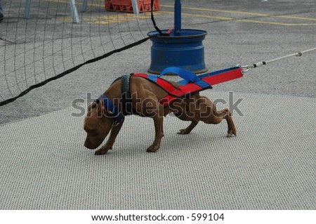 Pitbull pulling a cart in a weight pull