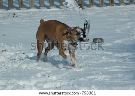 Boxer dog catching a frisbee full of snow