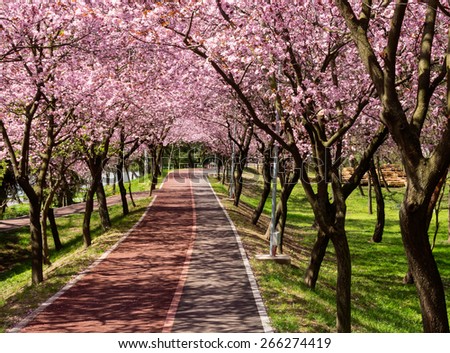 Rows of beautifully blossoming cherry trees on a river pathway