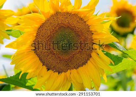Close up details of a sun flower
