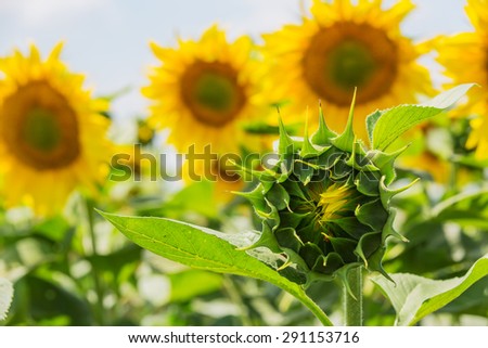 Close up of sun flower bud with sun flowers landscape in background