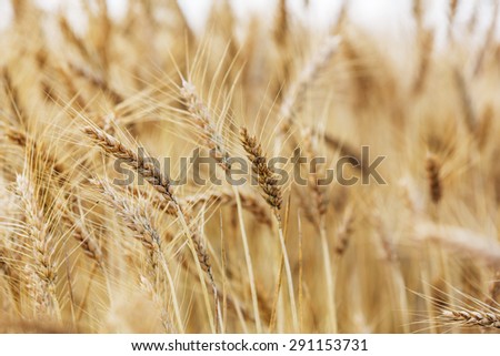 Ripe wheat landscape with details of ear of wheat
