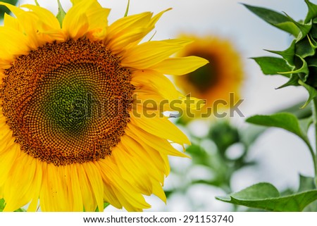 Close up of sun flower with sun flowers landscape in background