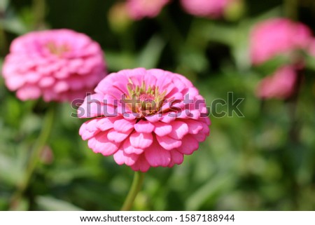 Similar – Image, Stock Photo Brooklyn Backyard