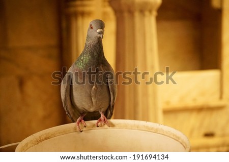 Pigeon posing