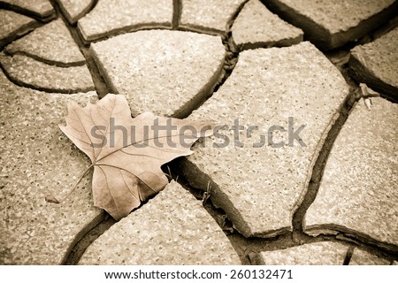 Isolated dry leaf on dry ground - toned image with copy space