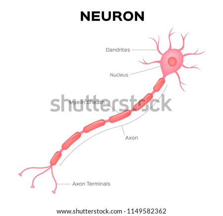 Neurons,brain cells,brain structure,brain,network - free photo from ...