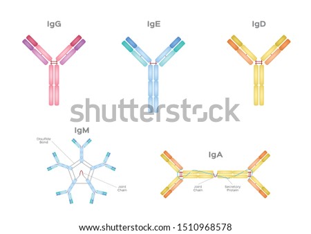 Types of Antibodies and immunoglobulin structure vector / infographic