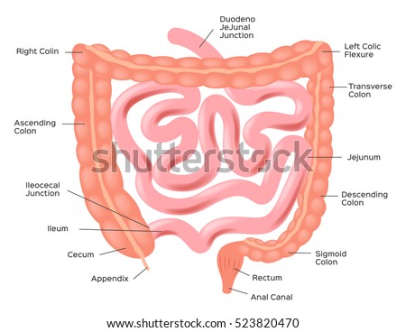 Vector Intestines Illustration . Anatomy And Organ Set - 523820470 ...