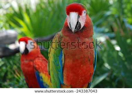 This lovely pair of bright red, green and blue parrots, part of a larger group, were showing off./Close up of red, blue and green parrots