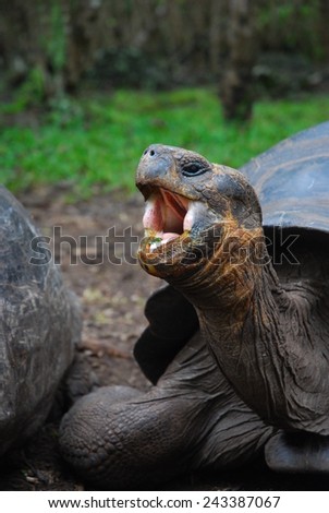 Giant Galapagos Tortoise found on Floreana Island, Ecuador./Close up of Galapagos Giant Tortoise