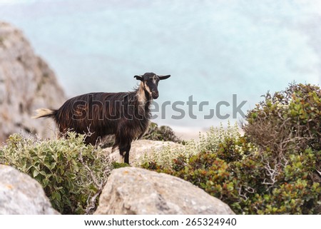 Mountain goat near the sea
