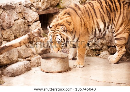 Tiger. Dangerous animal in a cage