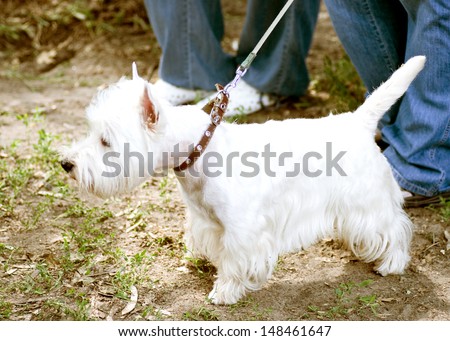 White dog on a leash