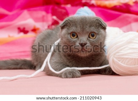 Beautiful Scottish young cat with balls of wool