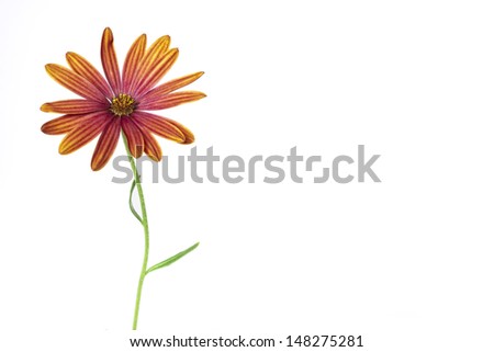 Orange daisy with copy space.Delicate floral background.