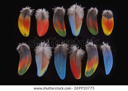 Macaw feather isolated on black background.