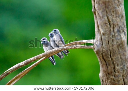 Ashy Wood-swallow birds on twig , green background family bird,