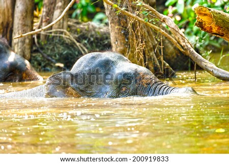 Welcome to Sabah\'s Malaysian Borneo and Sandakan\'s ,Endemic Pygmy Elephant in Wild Terrain Lower Kinabatangan River,some of the most diverse concentration of wildlife in Borneo,