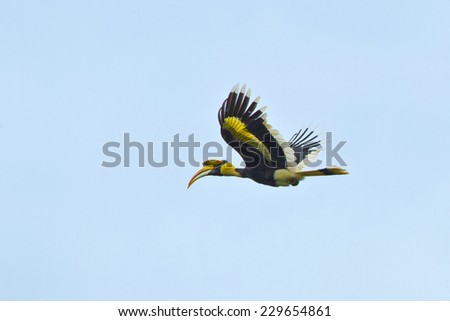 Great Hornbill female flying freedom in bluesky.
